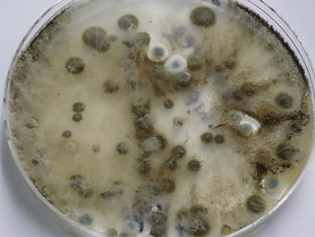 mold sample.jpg