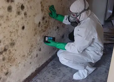Mold-Inspection-image-5.webp